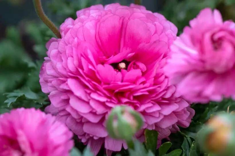     © Sputnik/РИА Новости. Андраник Казарян