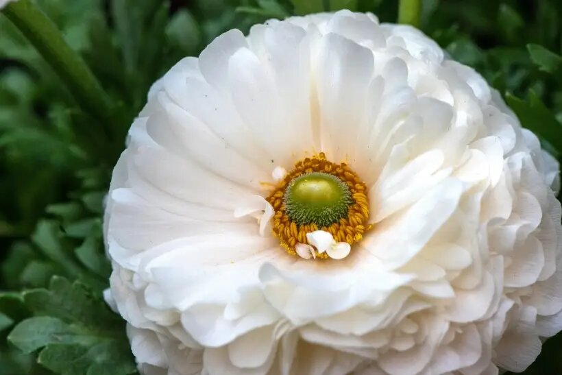  Сегодня известно более 100 сортов пионов   © Sputnik/РИА Новости. Андраник Казарян