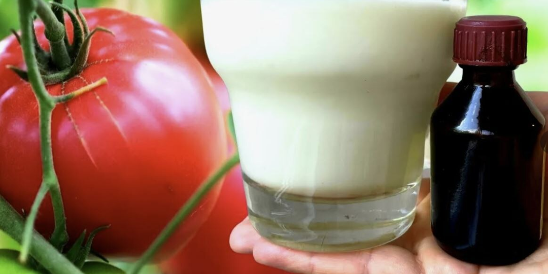 Йод и молоко: простая аптечка, которая спасает томаты от болезней