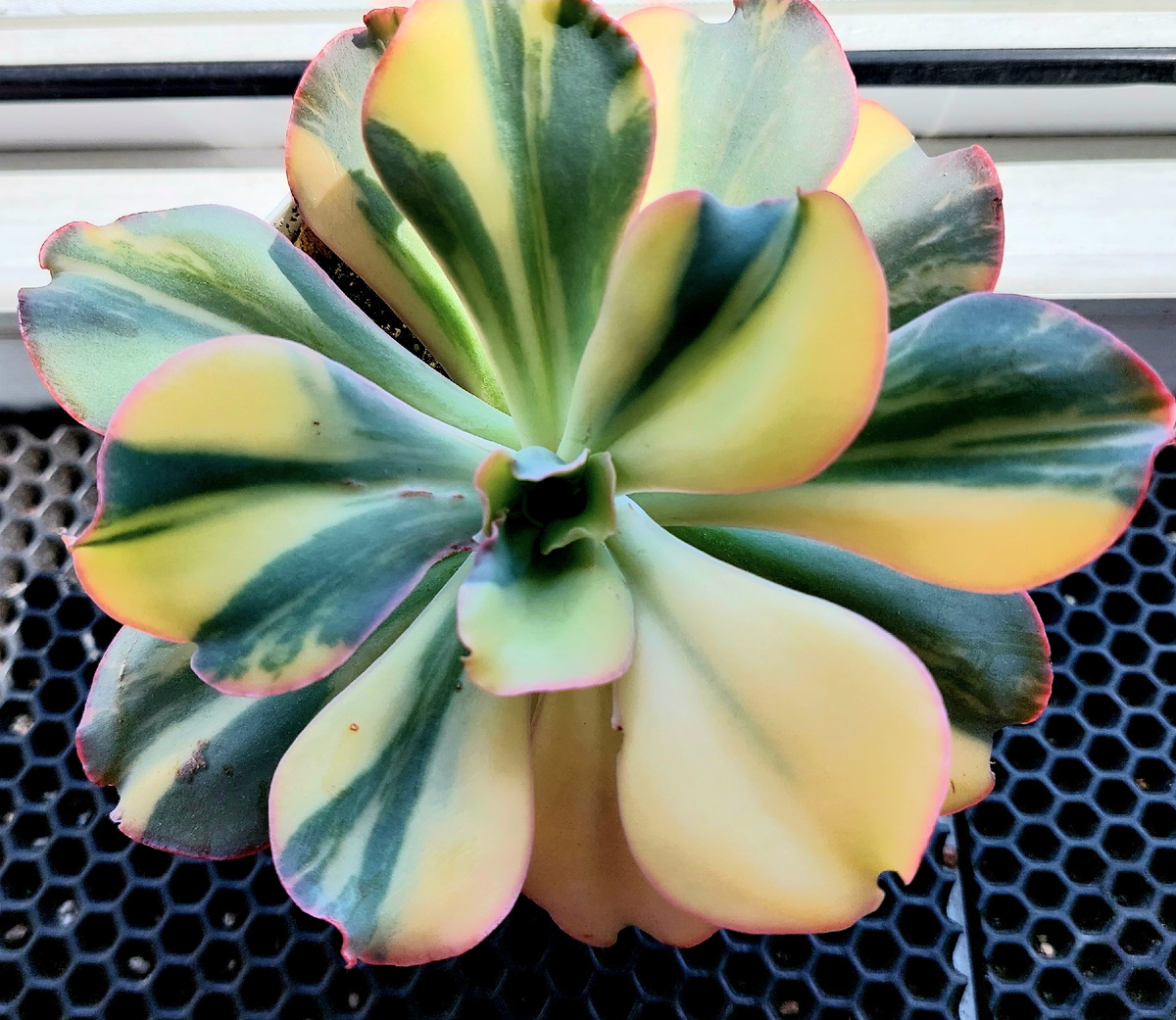 Фото автора Вот так Шавиана Курли выглядит после переукоренения 