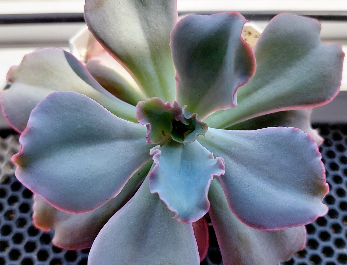 Фото автора Эхеверия Такасаго Но Окина 