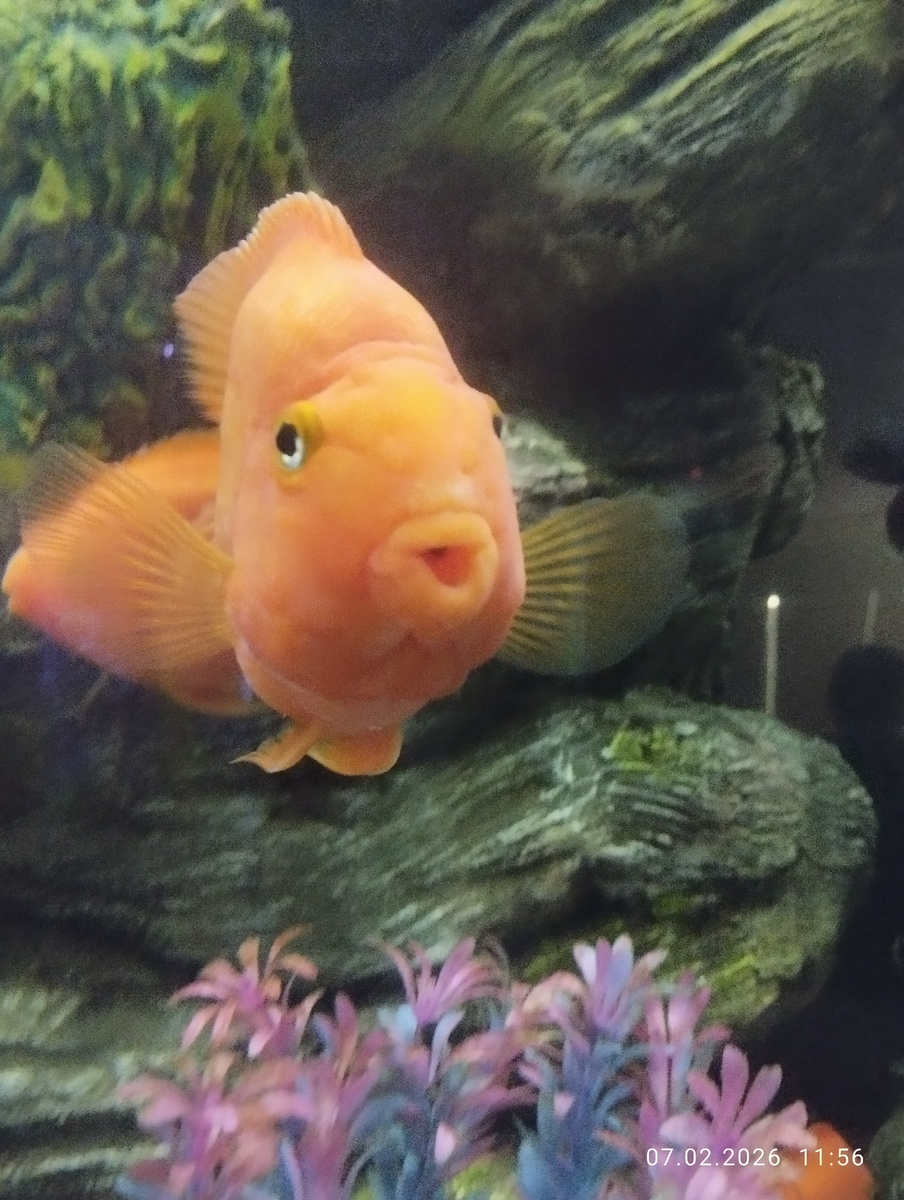 Рыба попугай. 