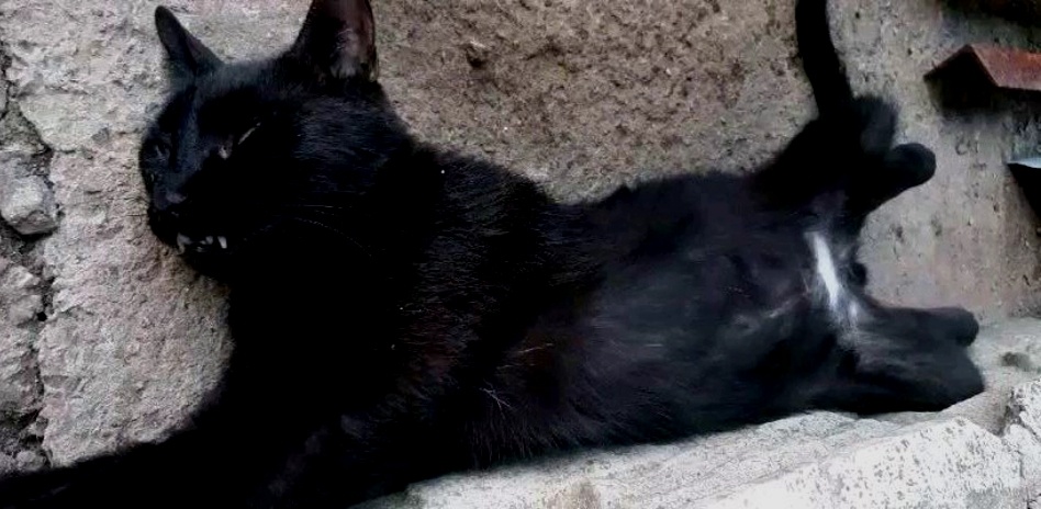 Фима залег в тени от гаража