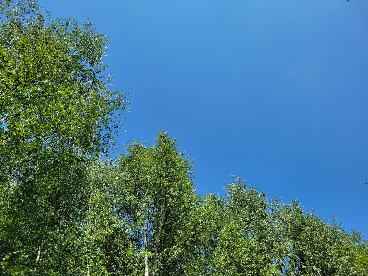 Чистое небо над головой