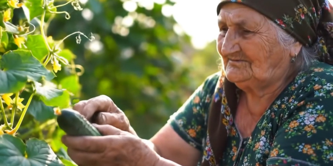 Секрет 90-летней Бабушки Раскрыт: Ваши Огурцы Никогда Не Будут Прежними! (Рецепт, Который Перевернул Огородный Мир)