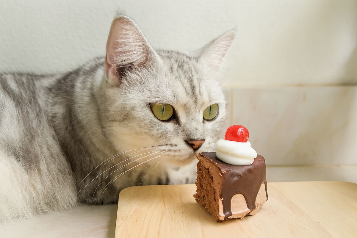 Кот с тортиком 