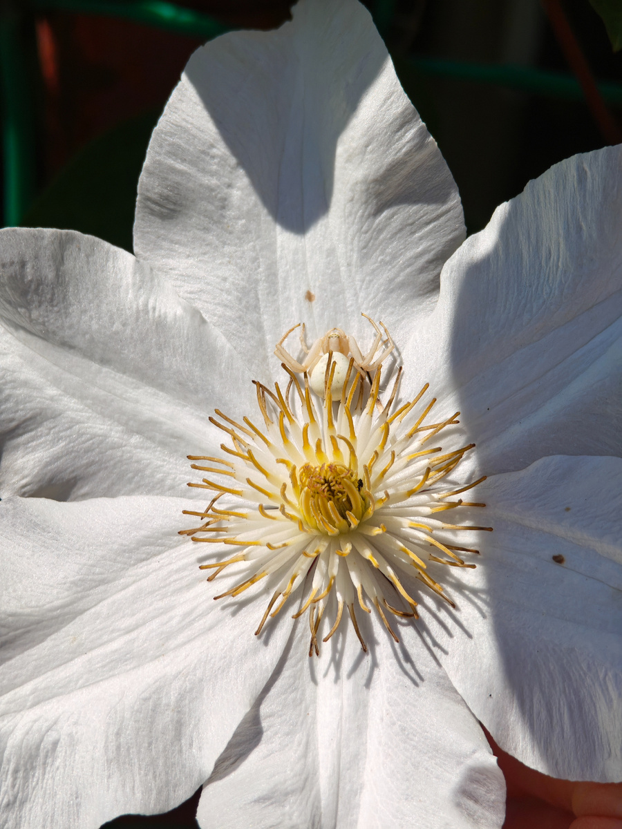 Пусть будут цветы на фото. Картинки мои. 