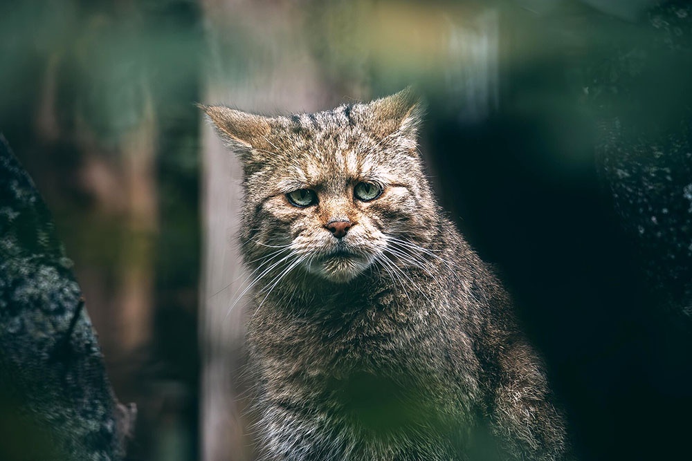    Dawidovsky / wikipedia.org