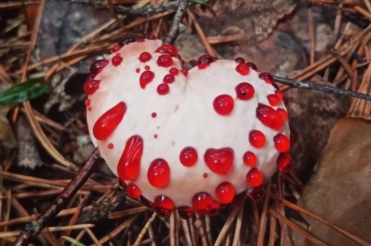    Миколог Вишневский описал вкус найденного под Владимиром «кровавого» гриба