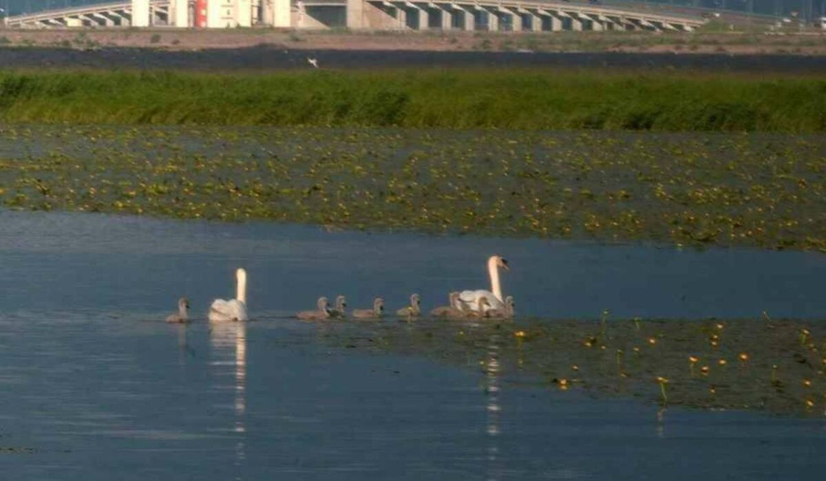     Пара лебедей с птенцами. Источник: kp.ru Автор фото: Павел Глазков (t.me/kazdoytvaripopare)
