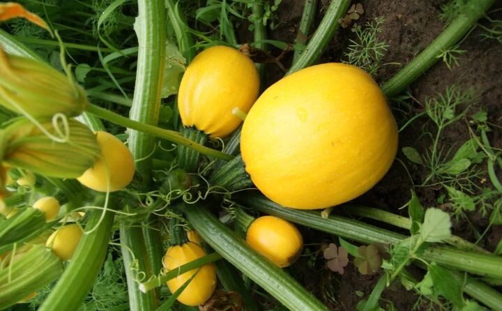 Куст кабачков "Амарил" с плодами на себе