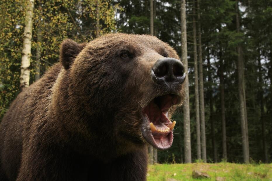    Shutterstock/FOTODOM