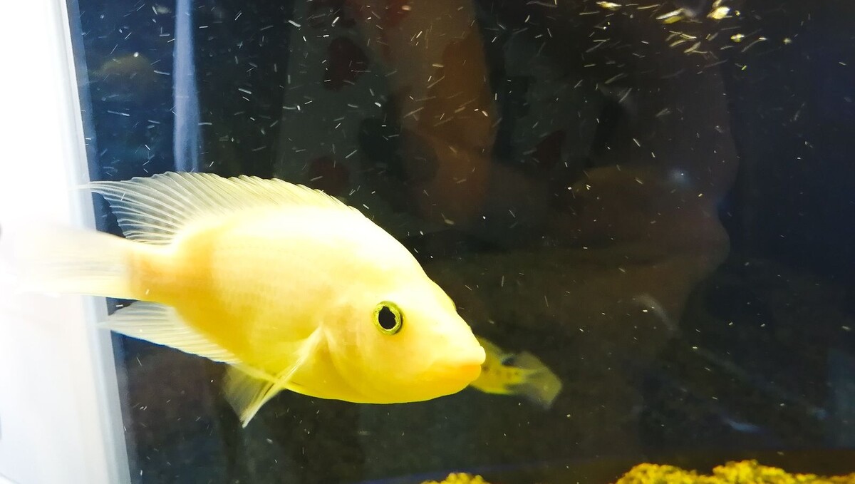     Источник: 1MI