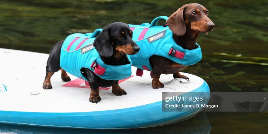    Сапсёрфинг с собакой