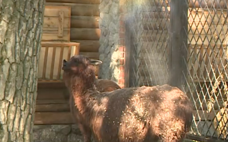    скриншот репортажа телеканала "Санкт-Петербург"