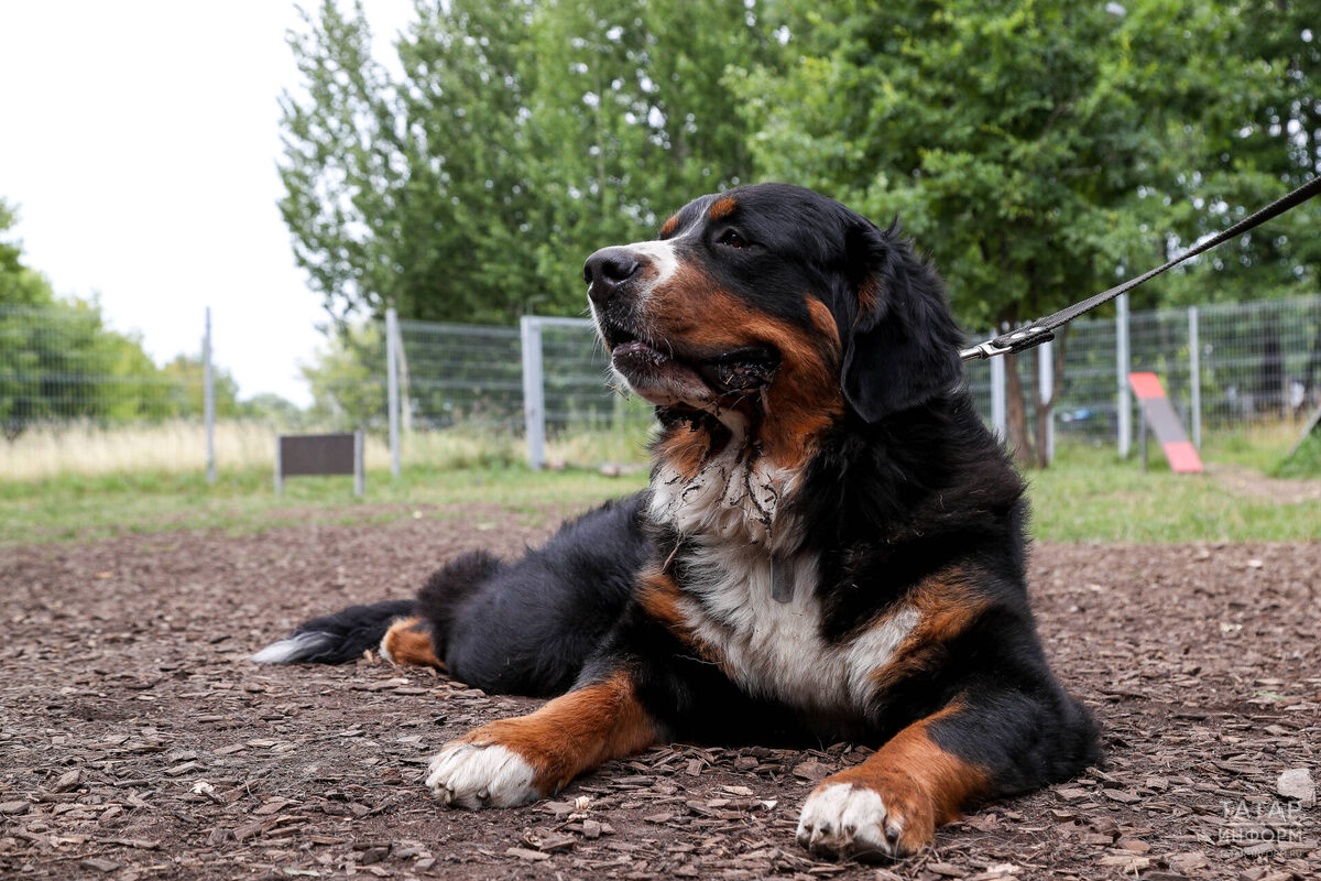 Фото: © Салават Камалетдинов / «Татар-информ»