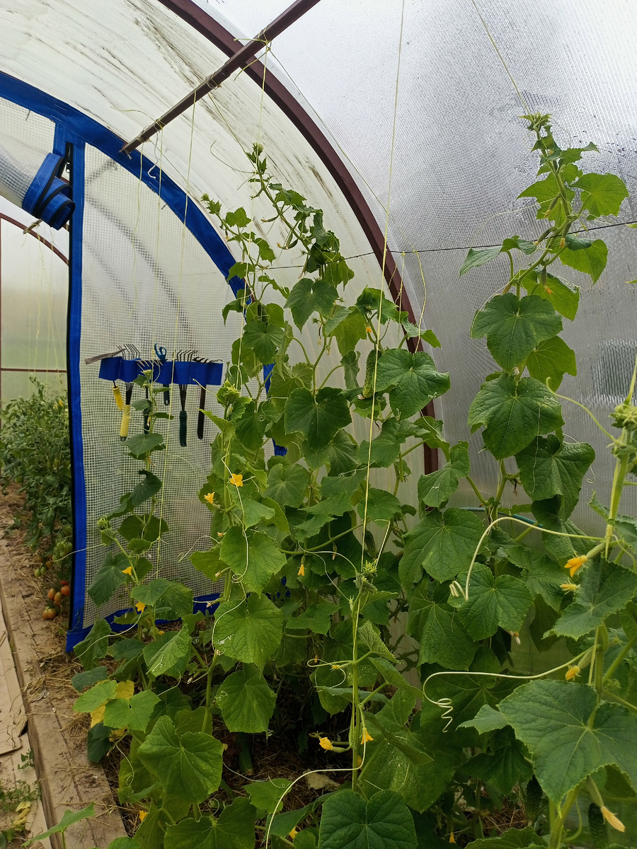 Лес густой - уже обрезала)