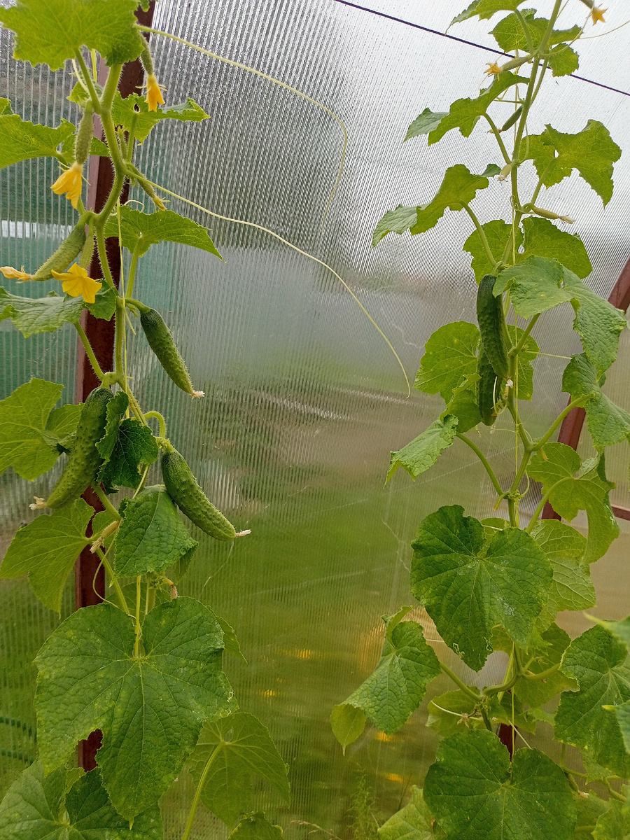 Огурчики обрезала