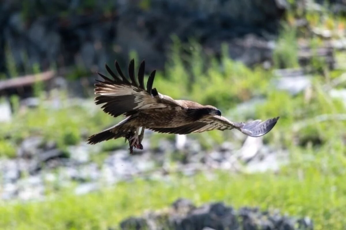    В Саяно-Шушенском заповеднике засняли крайне редкую хищную птицу