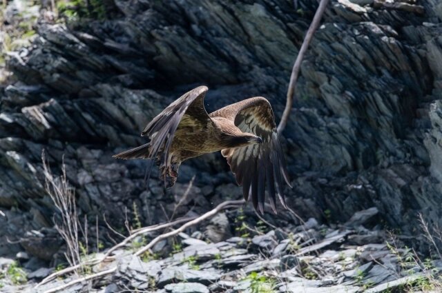    Фото: Государственный природный биосферный заповедник «Саяно-Шушенский»