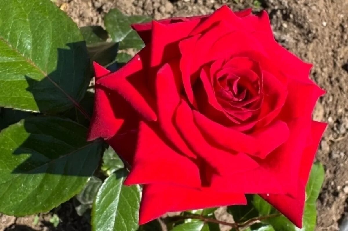    В Крыму жена назвала новый сорт розы в честь мужа
