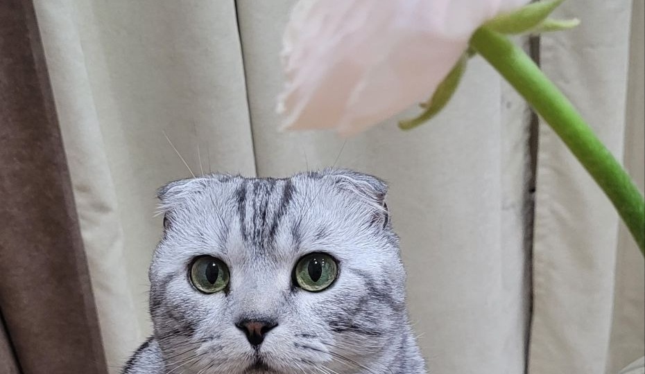 Почему кошки кричат