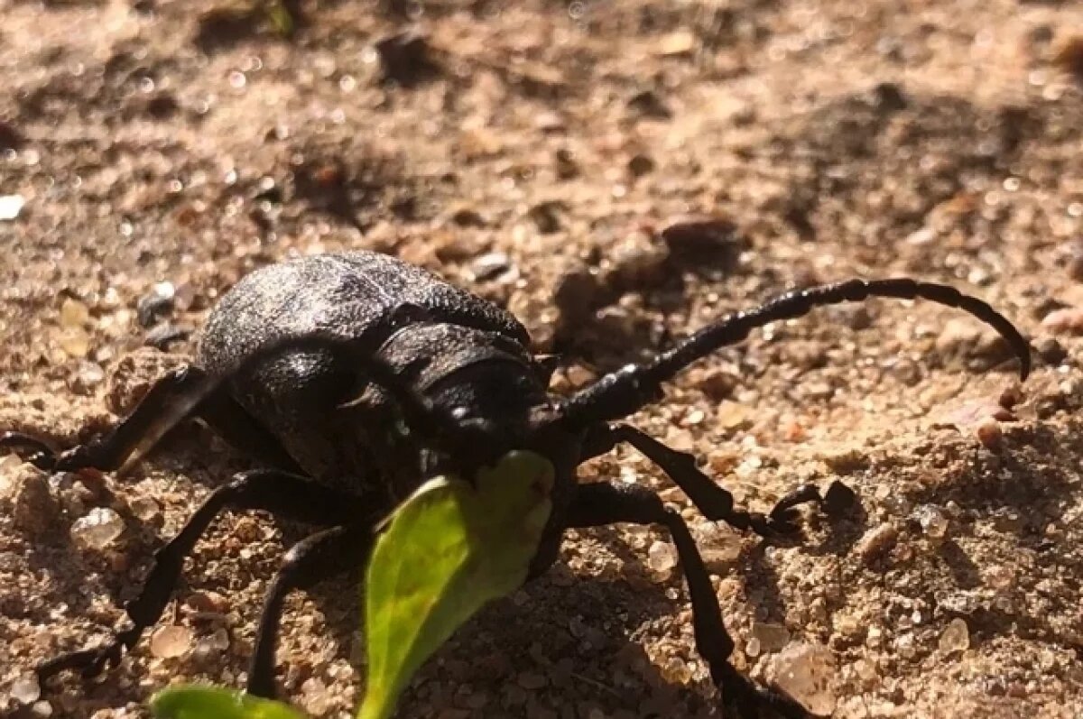    В лесах Тверской области нашли редкого усача