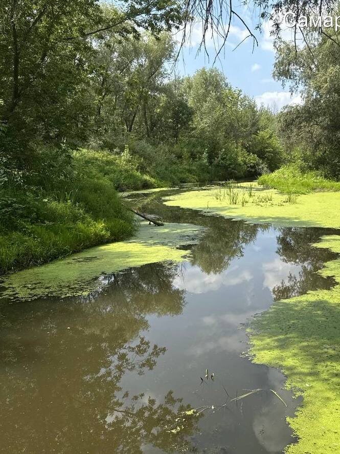    Падовка / Источник фото: Министерство природы Самарской области