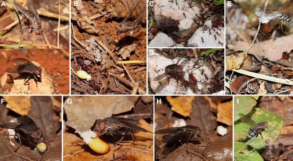   Gao Chen et al. / Current Biology, 2025