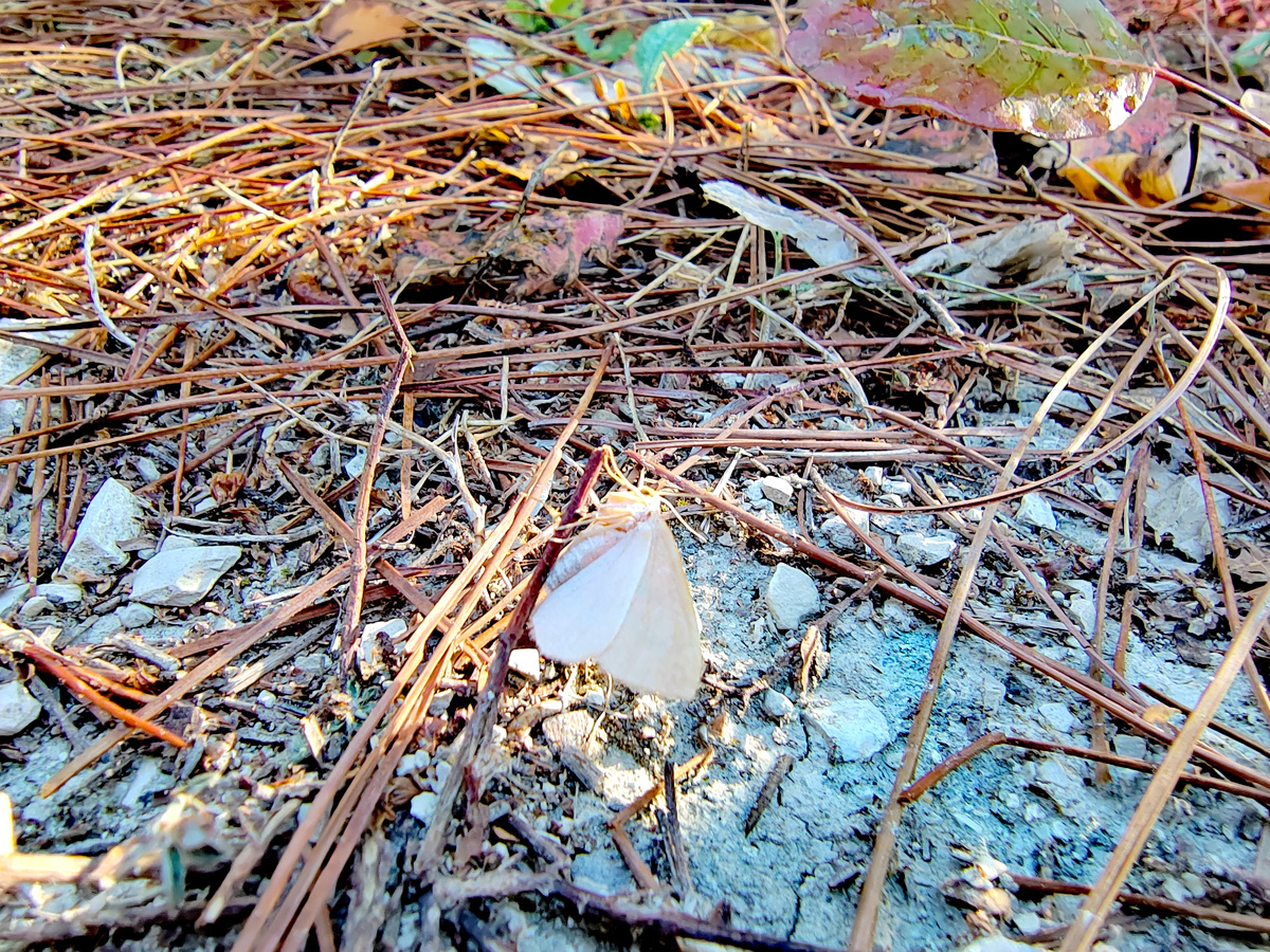 Бабочка присоединилась к нашему пикнику