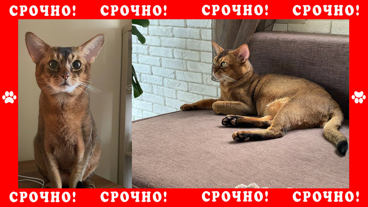 Абиссинская кошка пропала деревня Сафонтьево, Истринского района