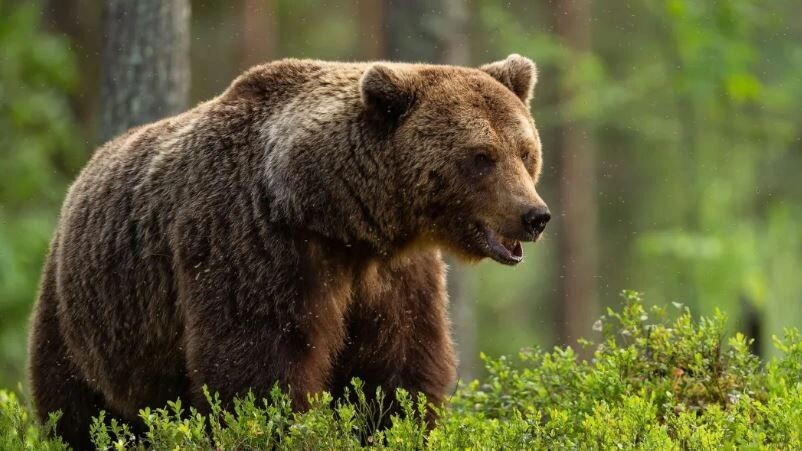    Фото: Erik Mandre/Shutterstock/Fotodom