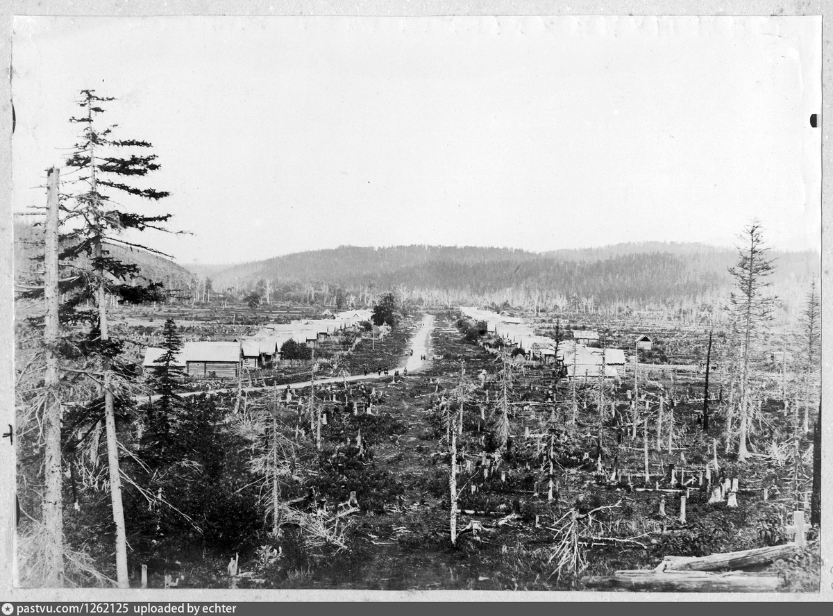 лесные промыслы Сахалина