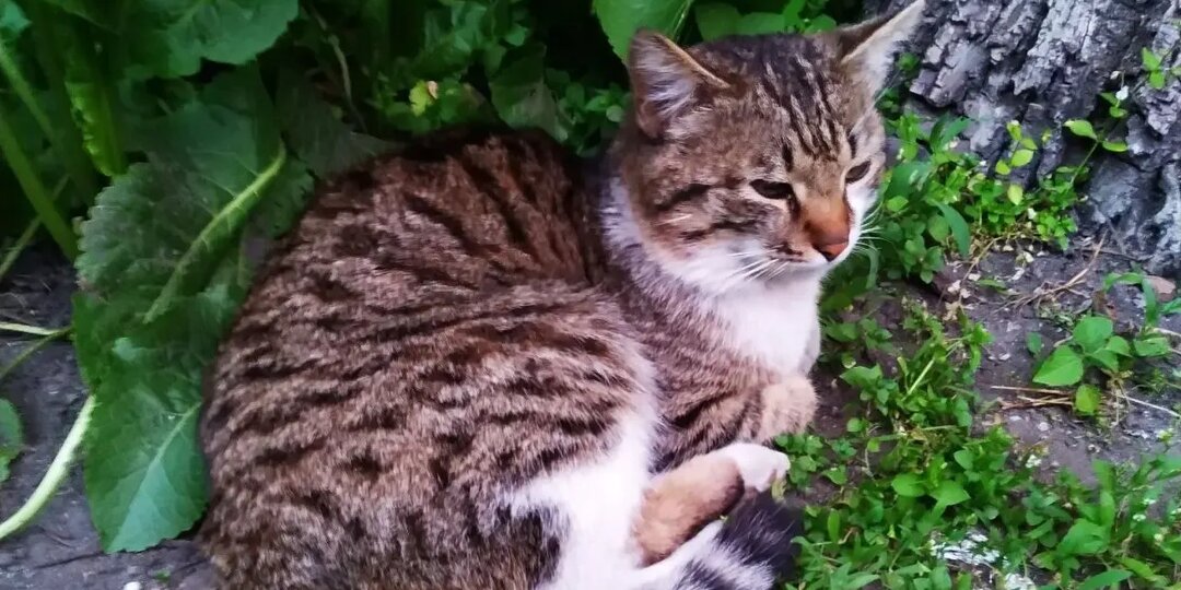 Мэр Нягани пристраивает бездомных котят через свой аккаунт в соцсетях