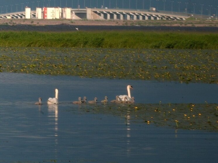     Лебедей-шипунов можно узнать по характерному оранжево-красному клюву с чёрным наростом. Фото: телеграм-канал «Лесные новости от Каждой твари по паре / Павел Глазков»