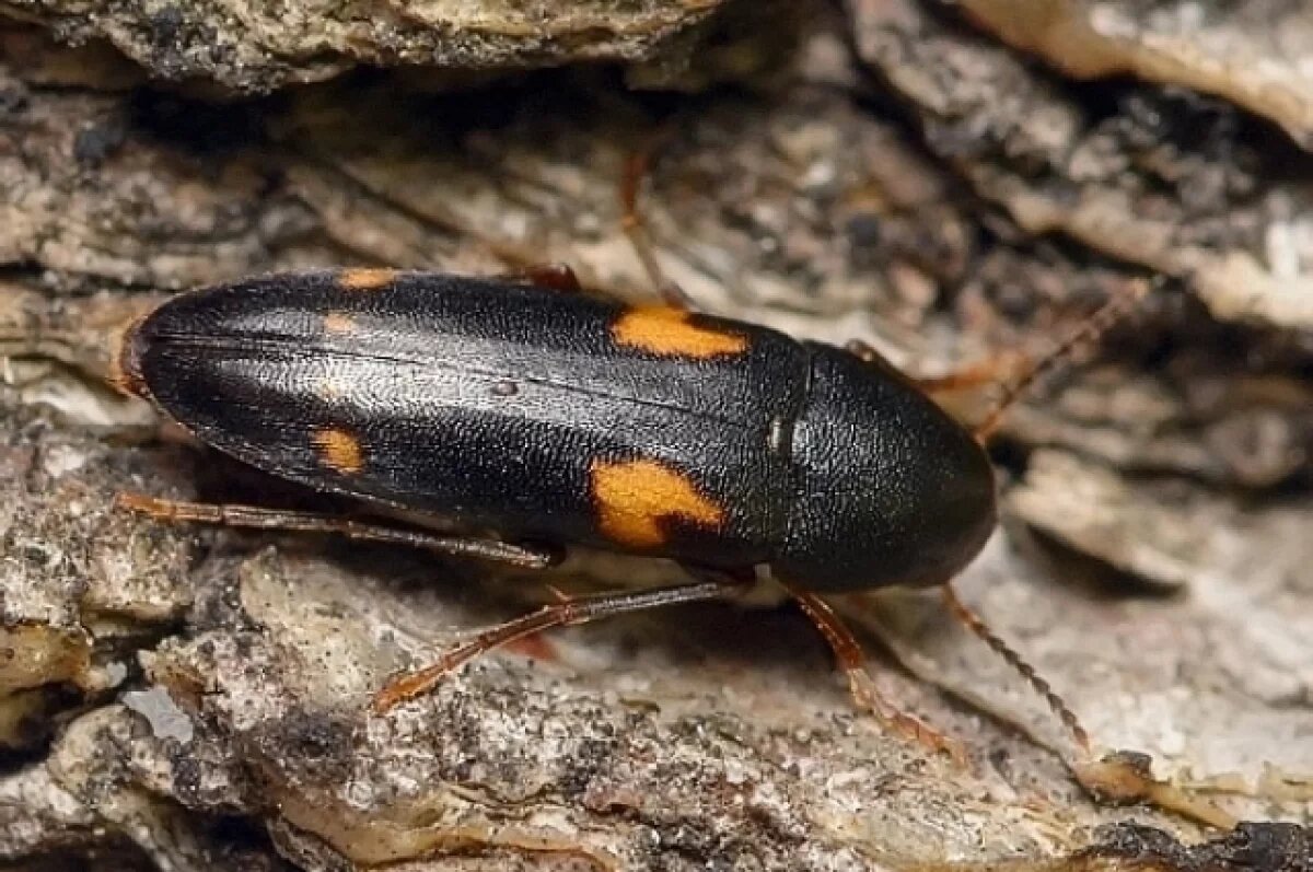    В нацпарке «Сенгилеевские горы» нашли краснокнижного жука