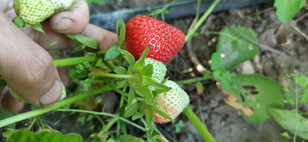 🔥 Сыпьте этот копеечный порошок под клубнику — урожай будет вёдрами! Секрет старого агронома
