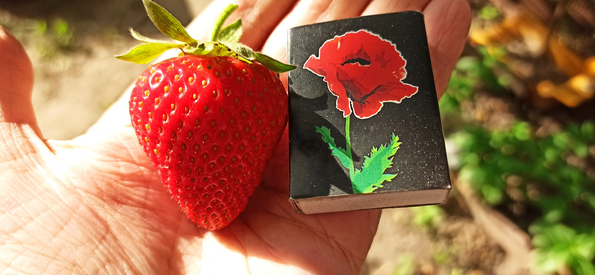 Размеры ягоды