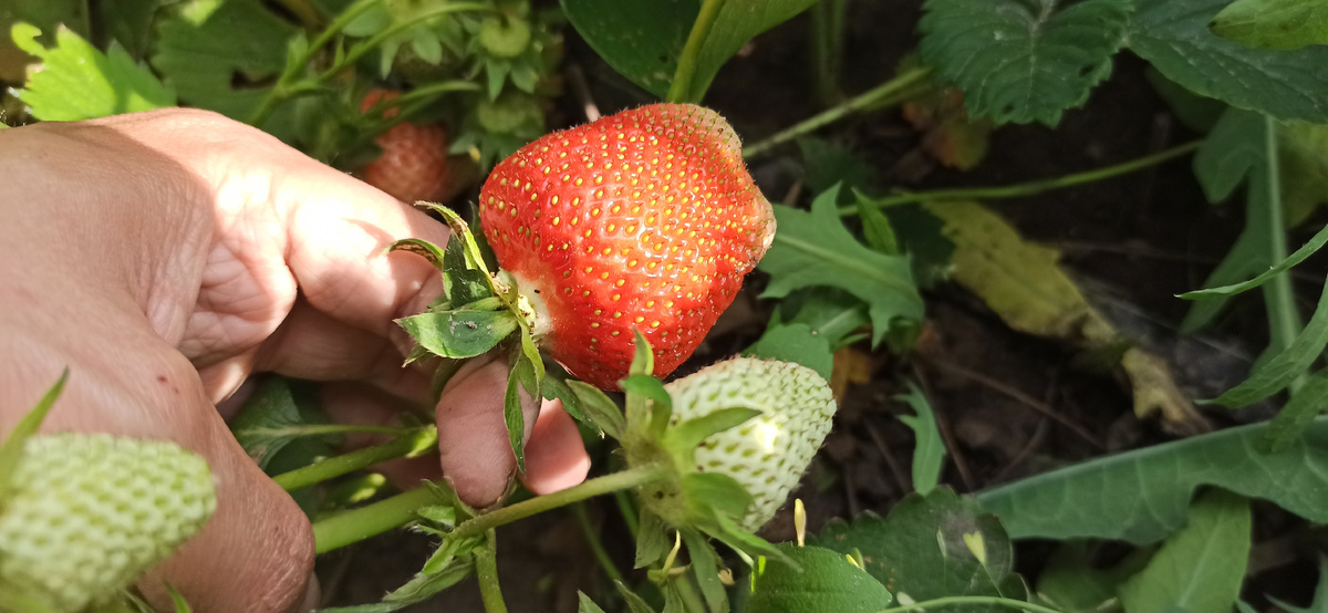 После этого, вся в один размер наливается