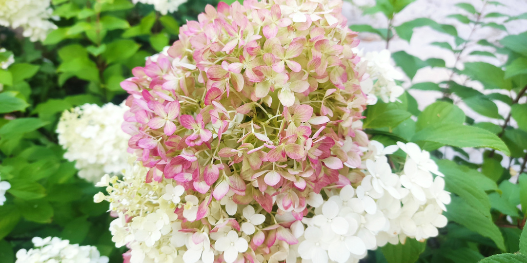 Почему ваша метельчатая гортензия не краснеет? 🌸🤔