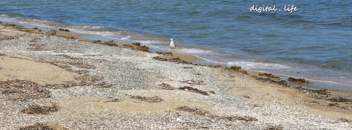 Чайка со мной была солидарна. Фото автора.