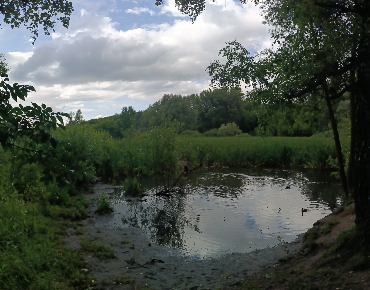 Где-то на просторах моего города. В парке. Пруд с утками. Фотография автора, июль 2025 года. 