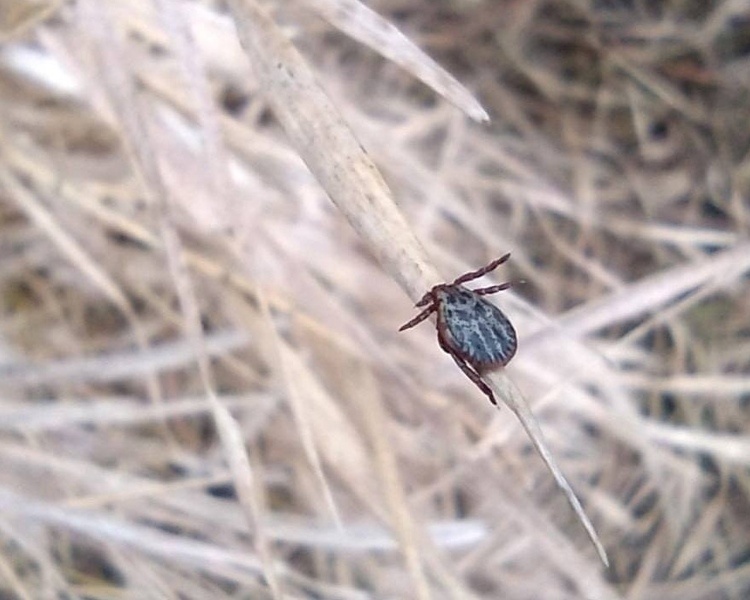     В Курской области количество заболевших боррелиозом увеличилось до 19