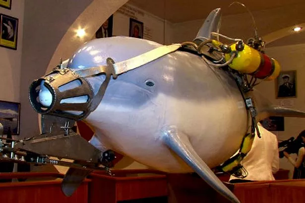 Дельфины-шпионы (Изображение: Уилл Стюарт)