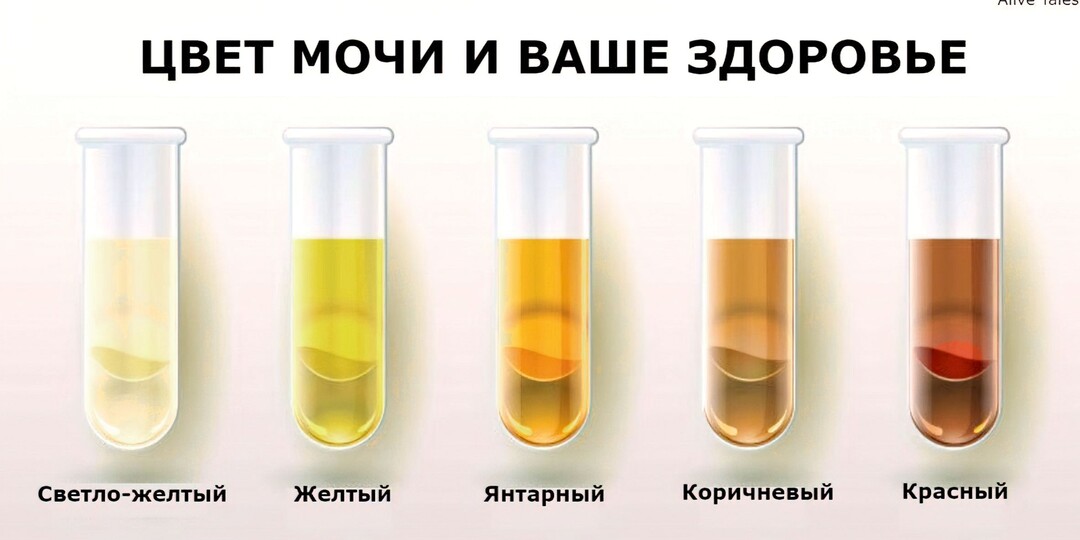 Цвет Мочи И Его Значение — Важный Индикатор Здоровья: Интервью с Нефрологом