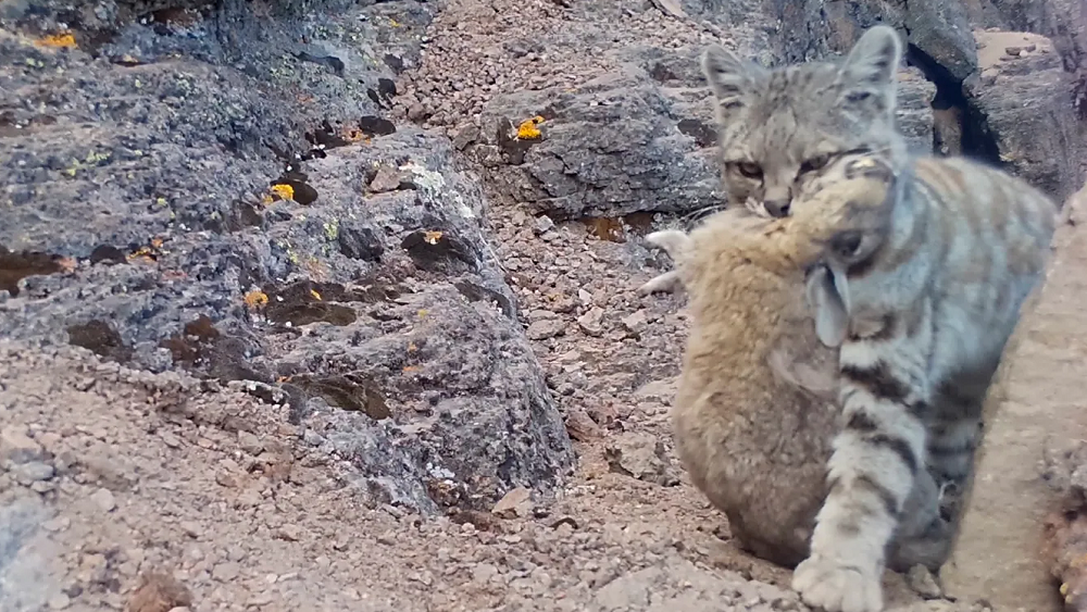 Редкая дикая кошка из Анд андская кошка Фото: Andean Cat Alliance Хуан Реппуччи