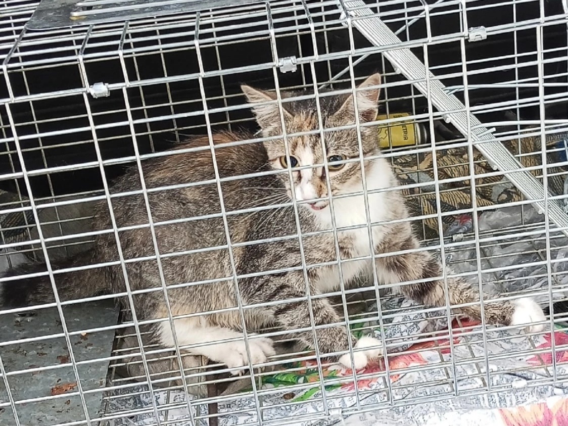 Нюсю забрали заодно с кошками, которые жили в подвале на ул. Коммунистическая