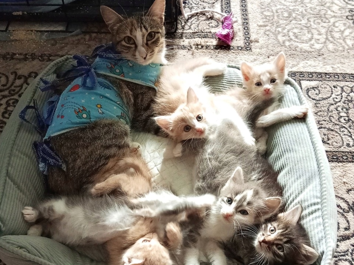 Котята в восторге от новой няни