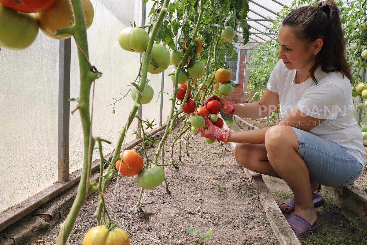    При питании томатов требуется соблюдать баланс