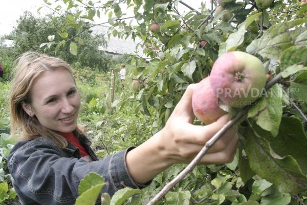 Как научить яблоню плодоносить регулярно: простые советы садоводам  📷

